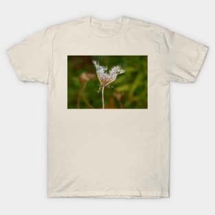 Withering Queen Annes Lace T-Shirt